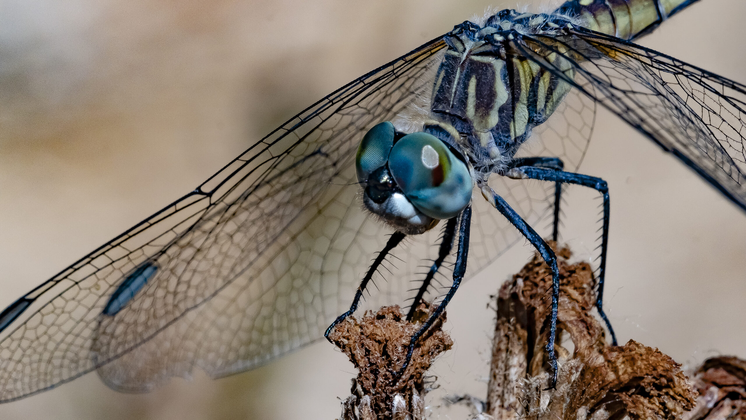 Dragonflies of Oaks Bottom