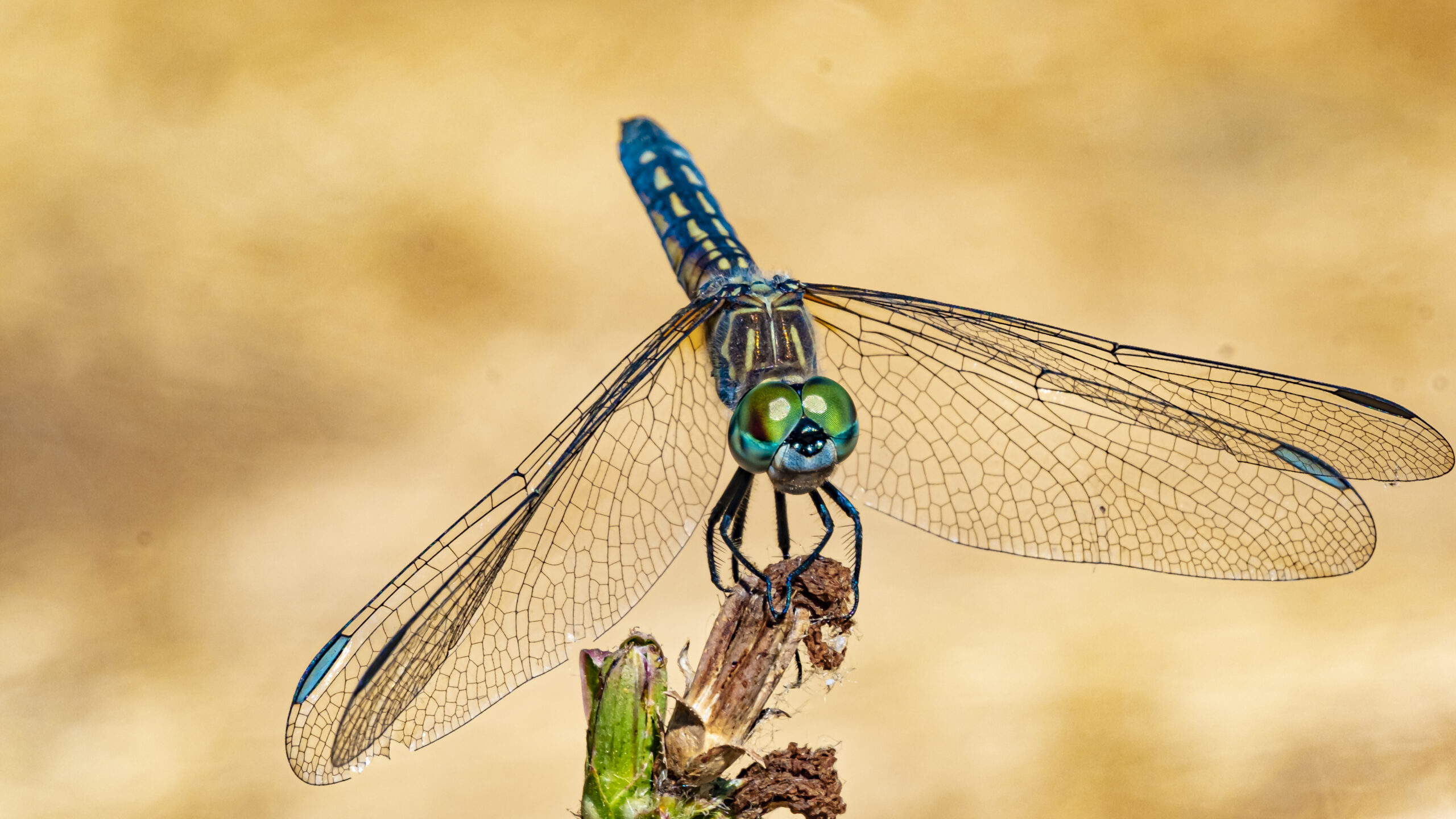 Bugs can be Beautiful