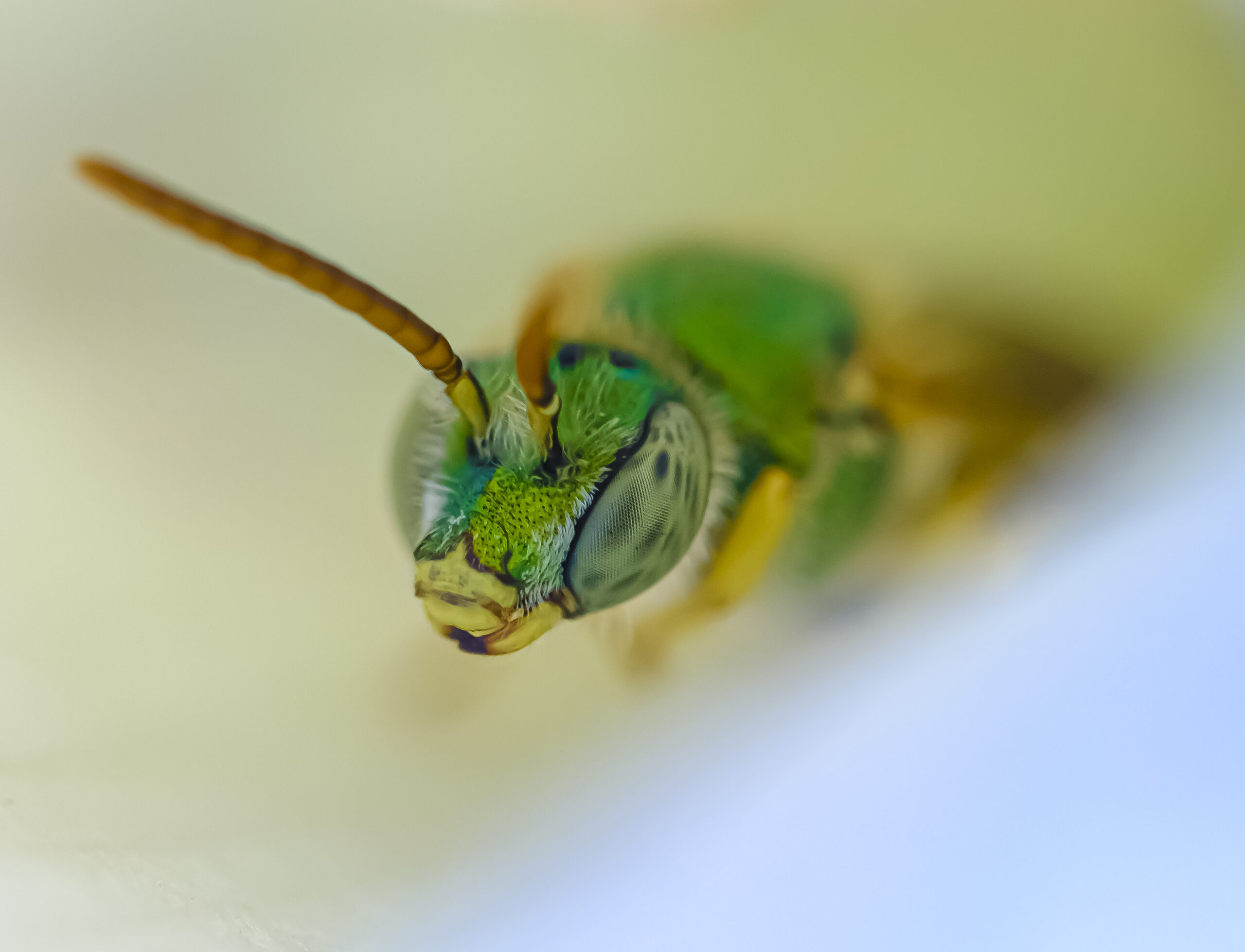 The Green Sweat Bee