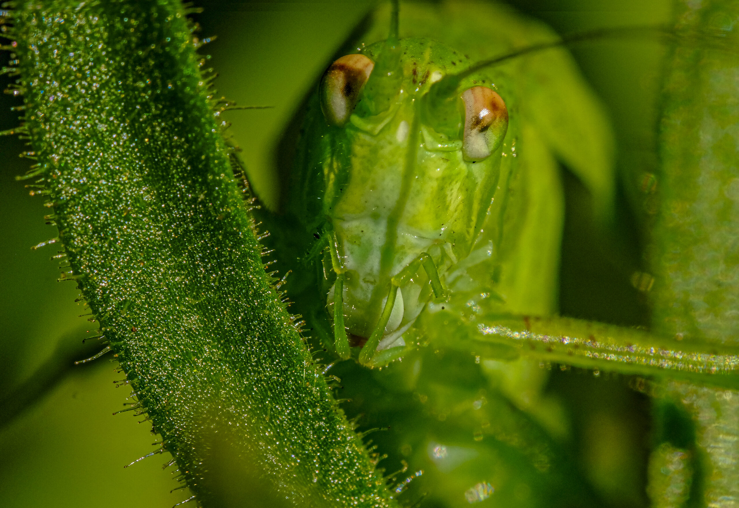Katydids