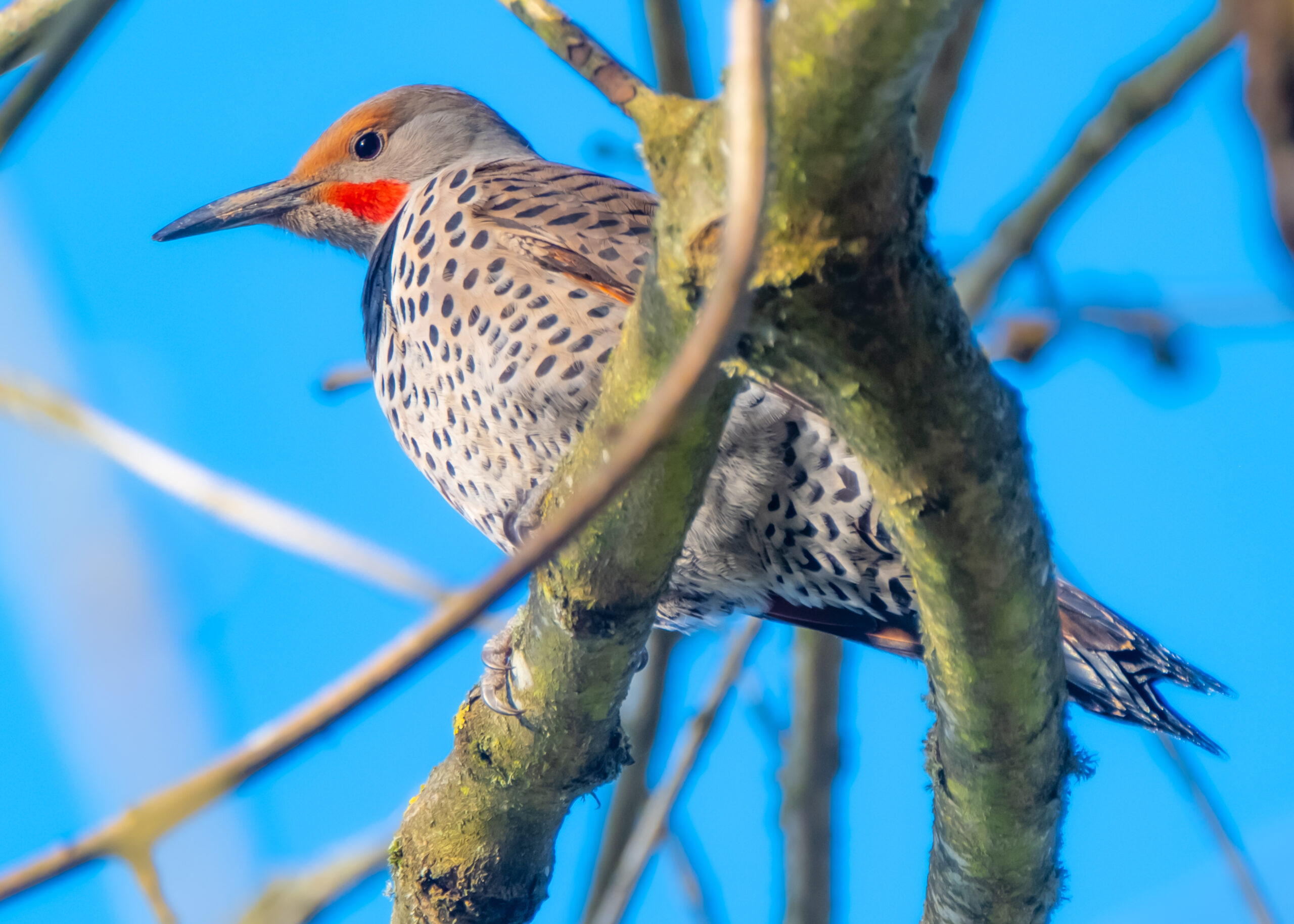 The Northern Flicker