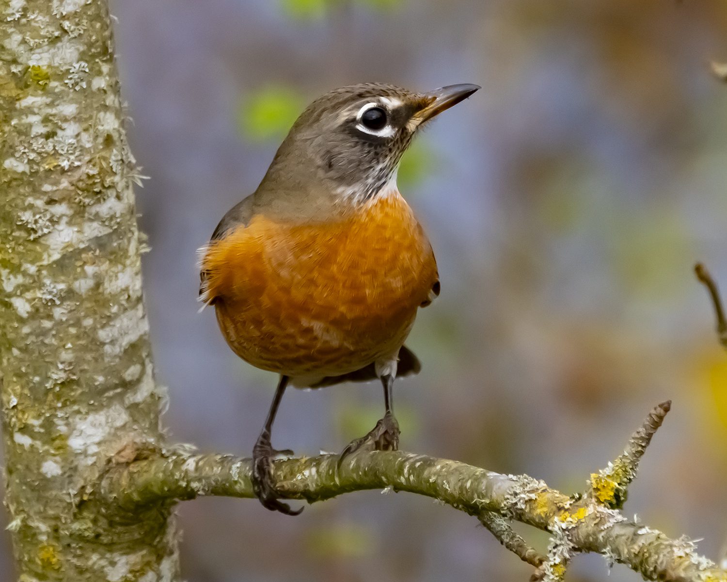 The American Robin