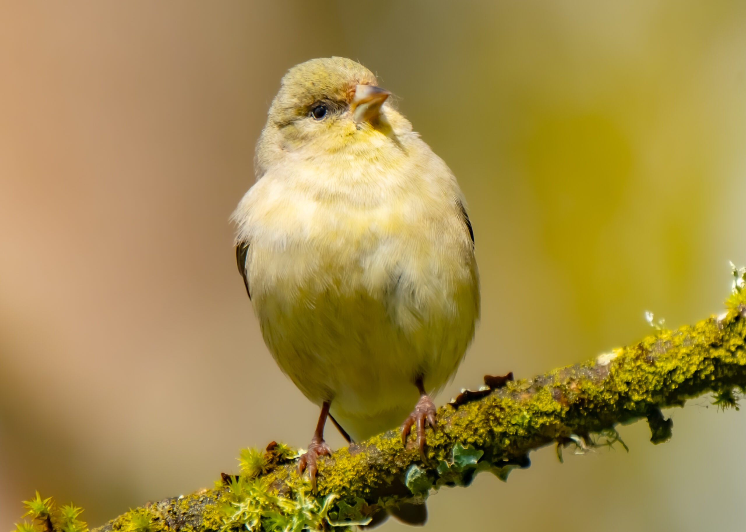 Gold Finch