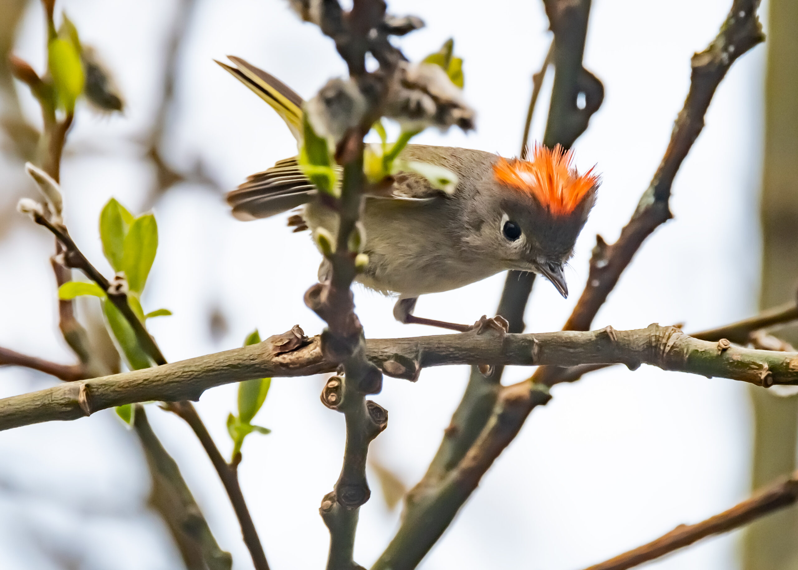 Ruby Crowned Kinglet