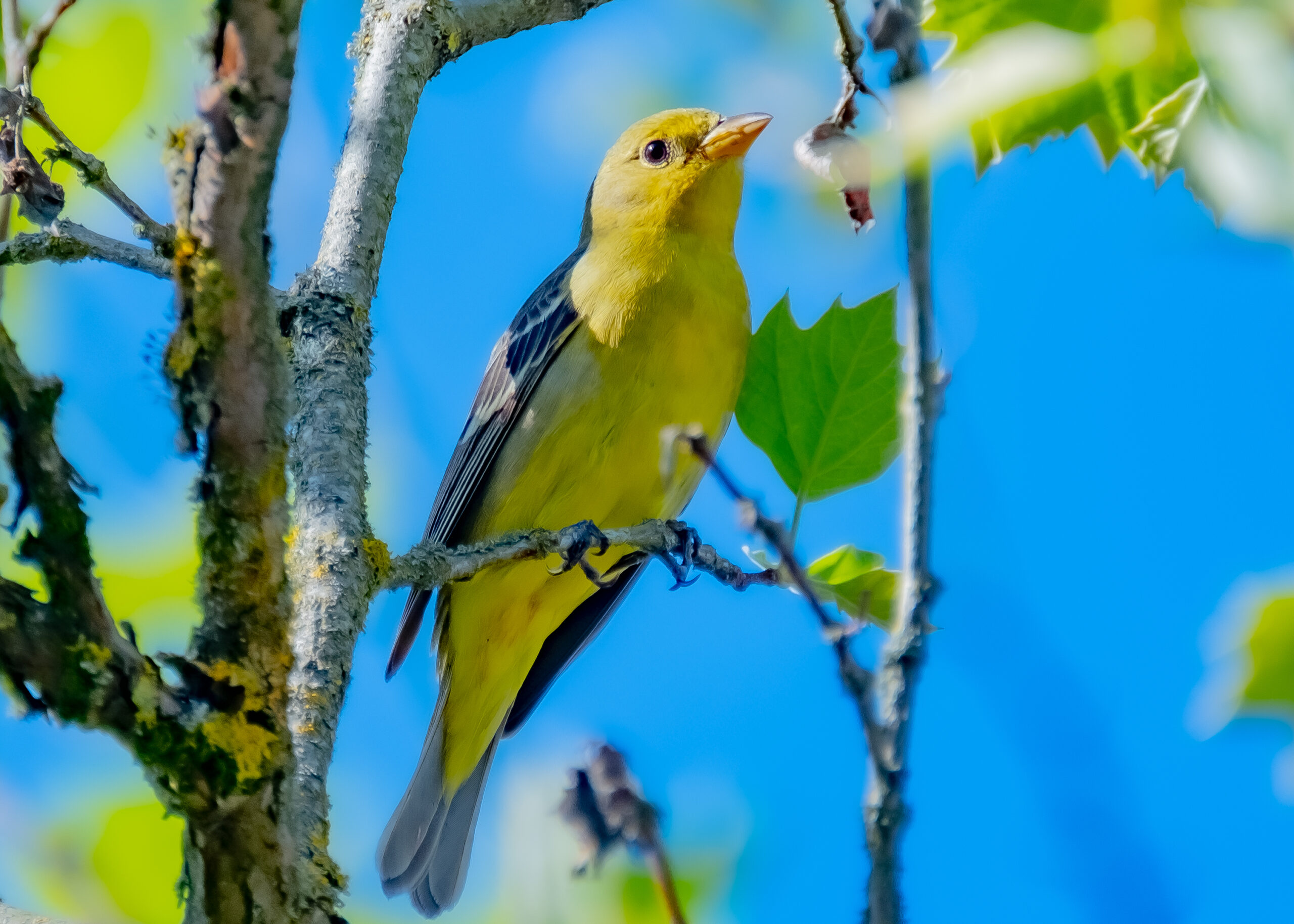 Western Tanager