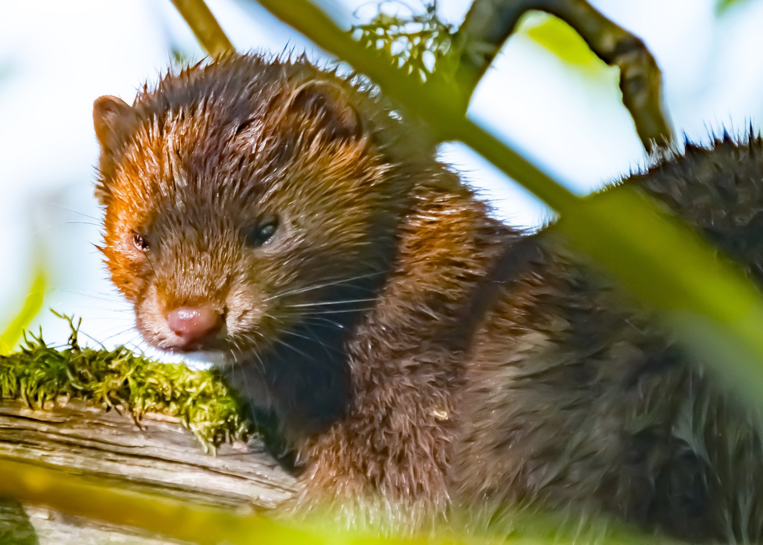 A Mink In Oaks Bottom