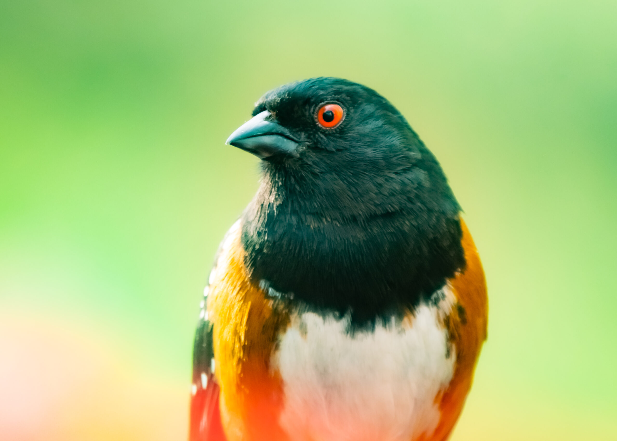 The Spotted Towhee