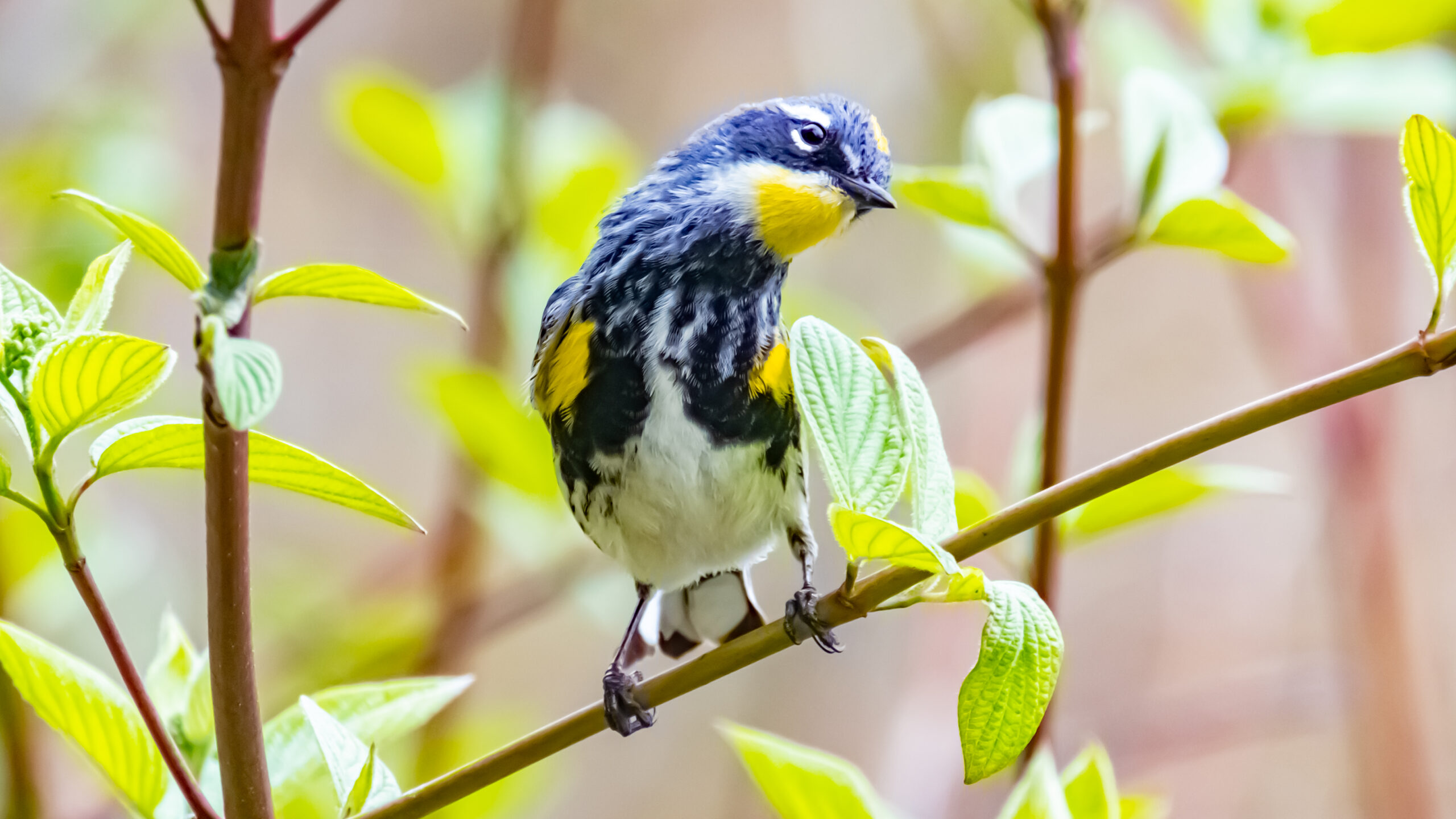 The Yellow Rumped Warbler