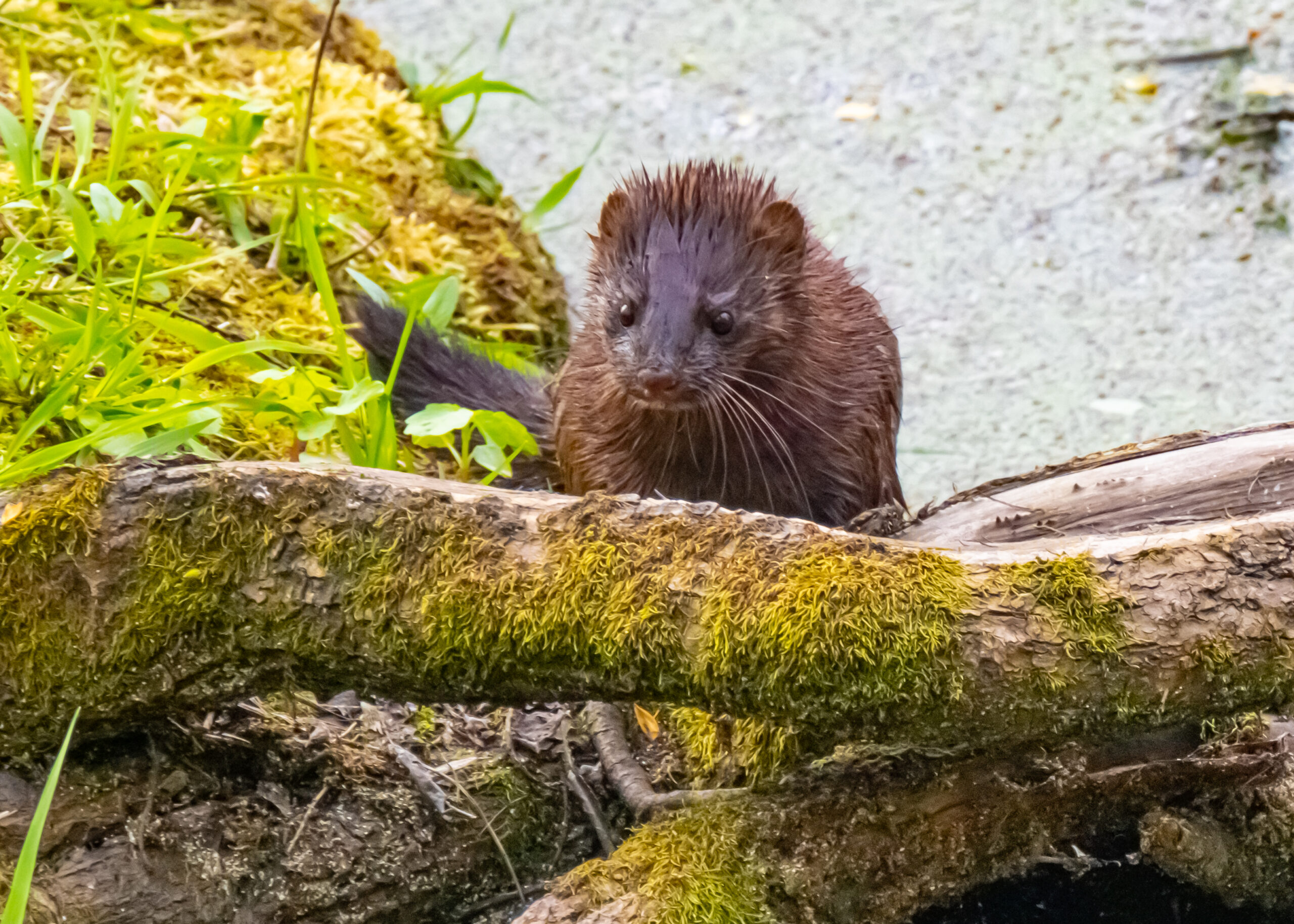 Mink in Oaks Bottom