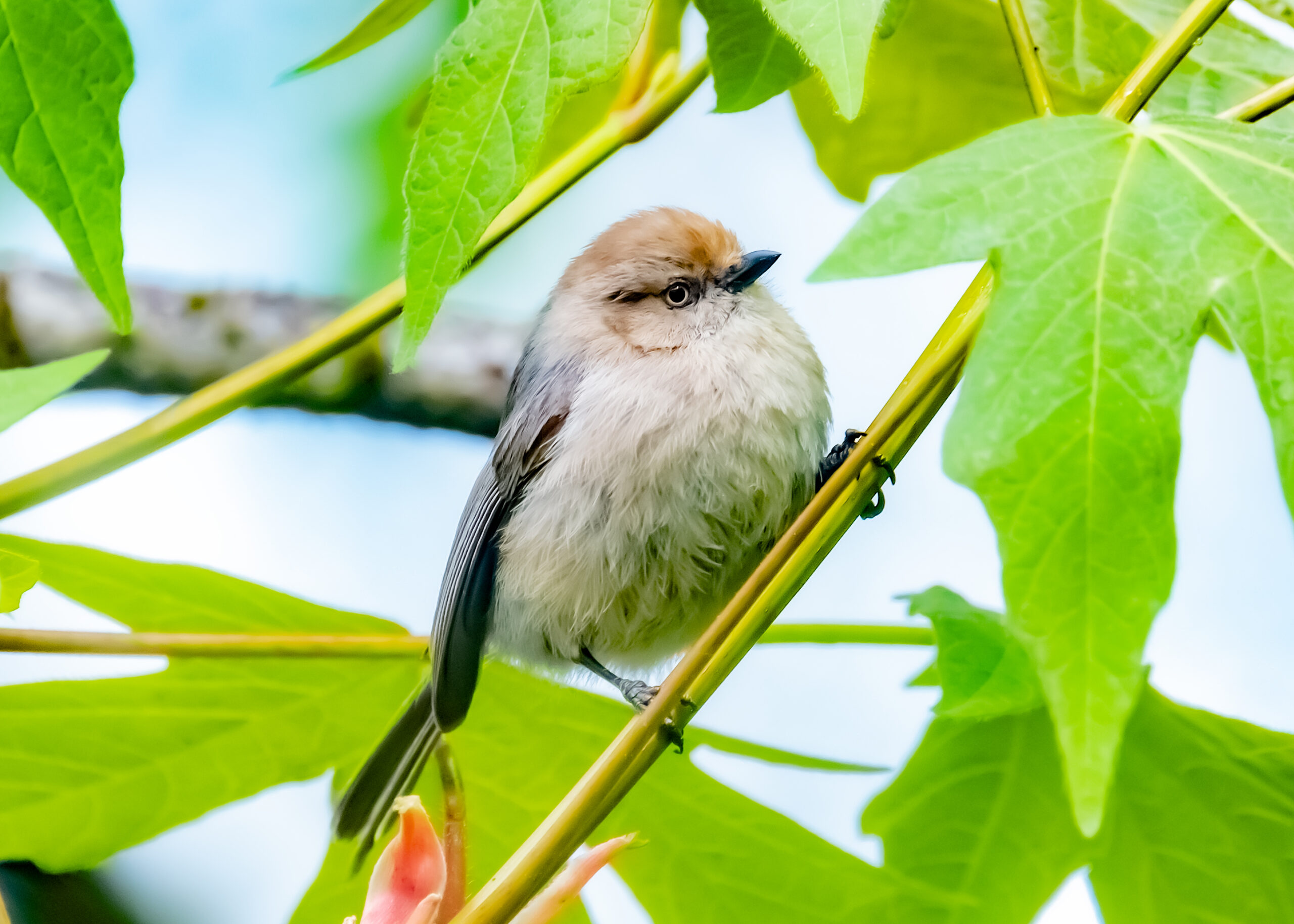 American Bushtits
