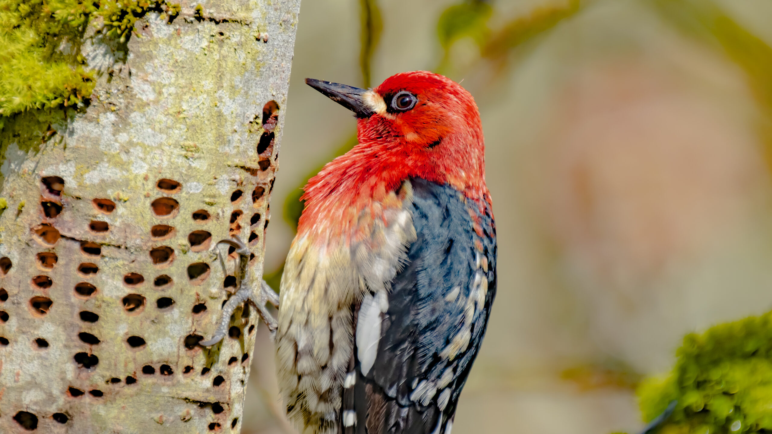 The Red Breasted Sap Sucker
