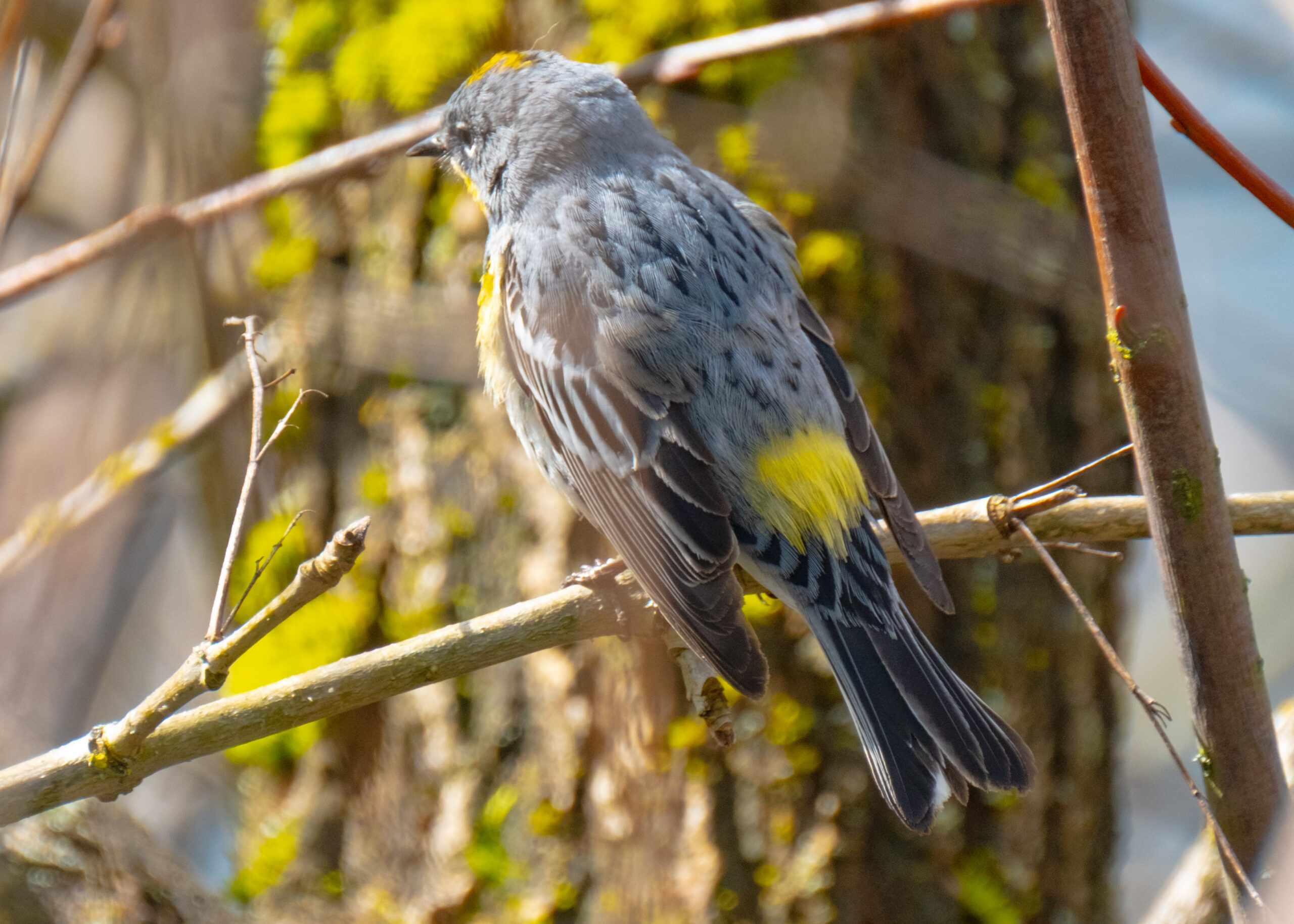Yellow-Rumped Warbler