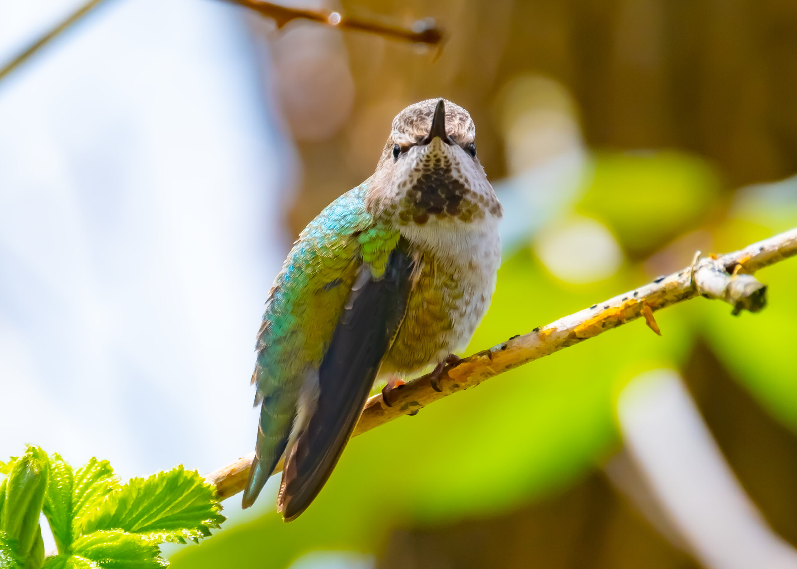 Baby Hummingbirds