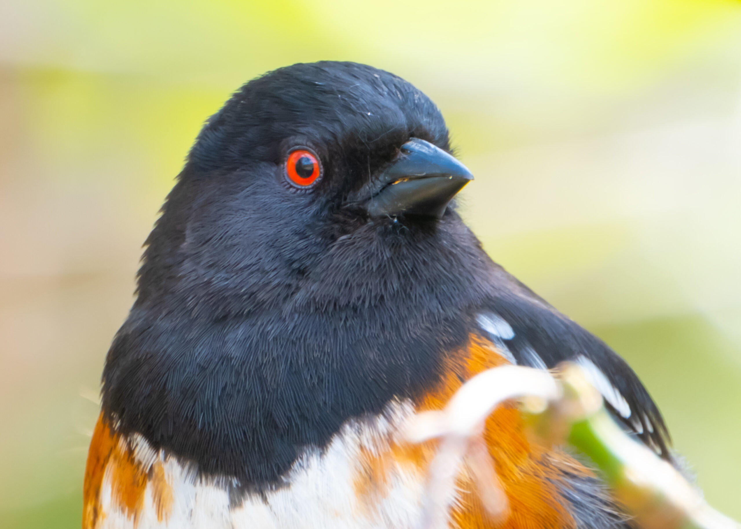 The Spotted Towhee