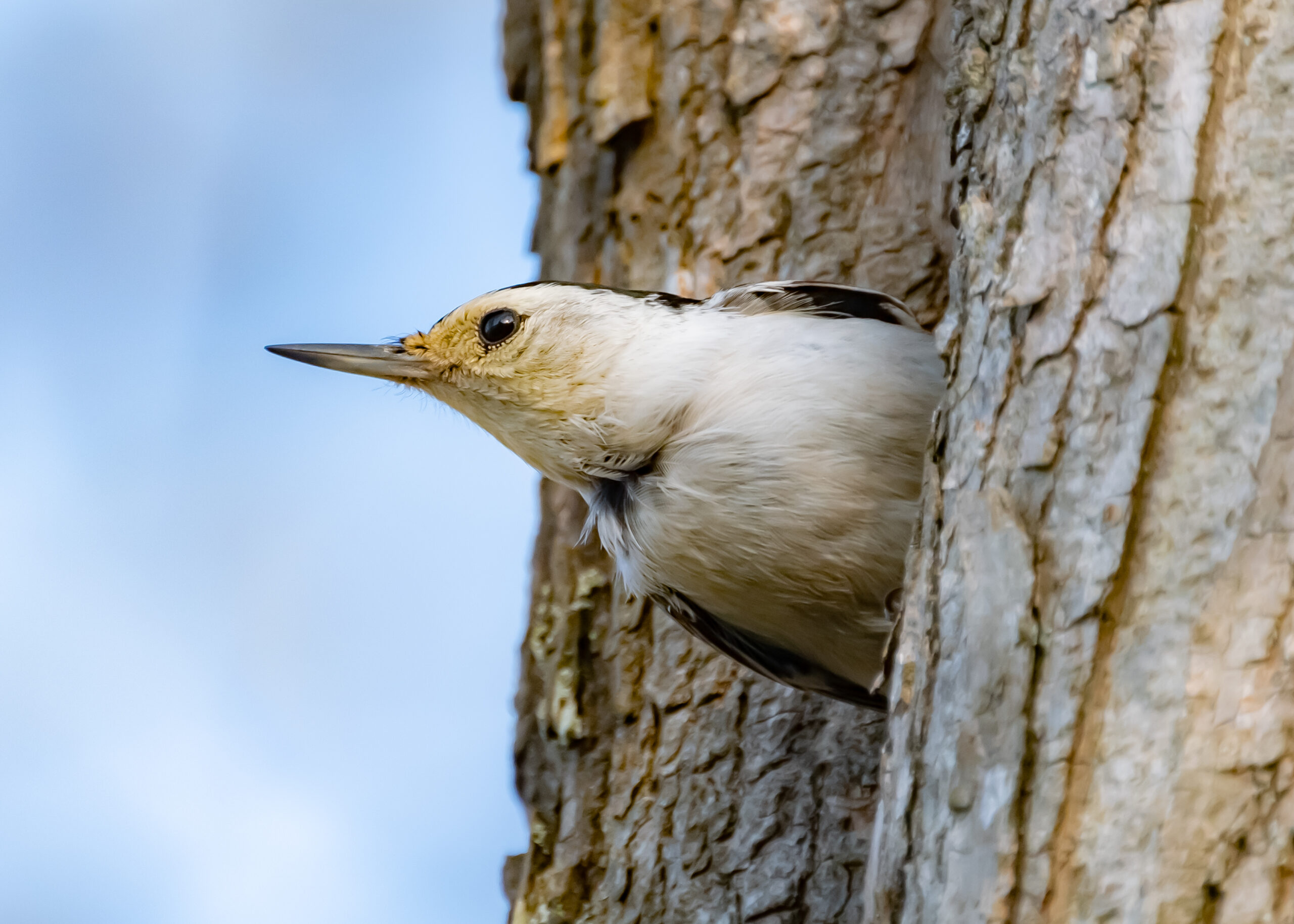The White Breasted Nuthatch