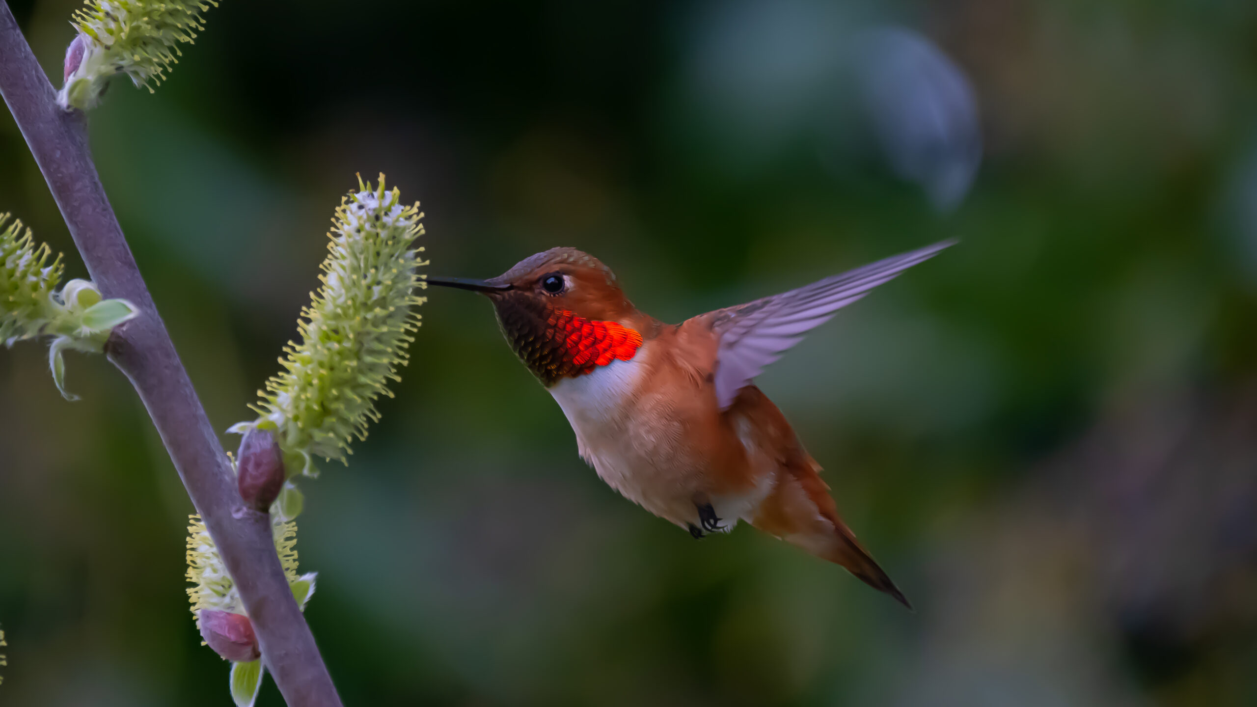 The Rufus Hummingbird
