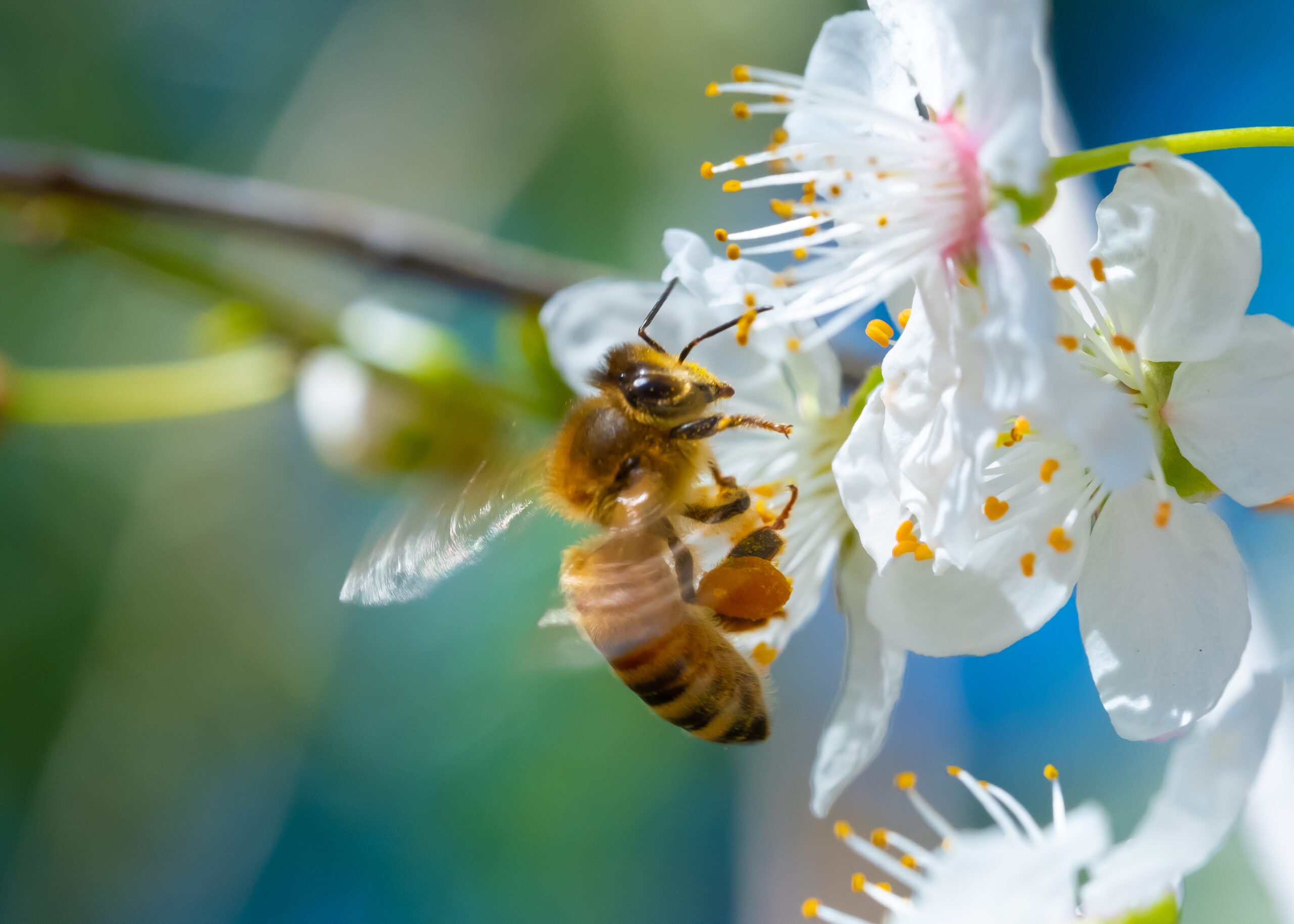 The Bees Are Back