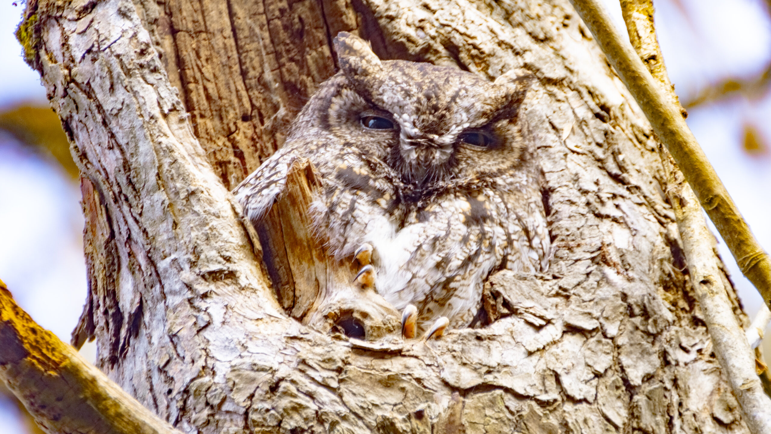 The Western Screech Owl