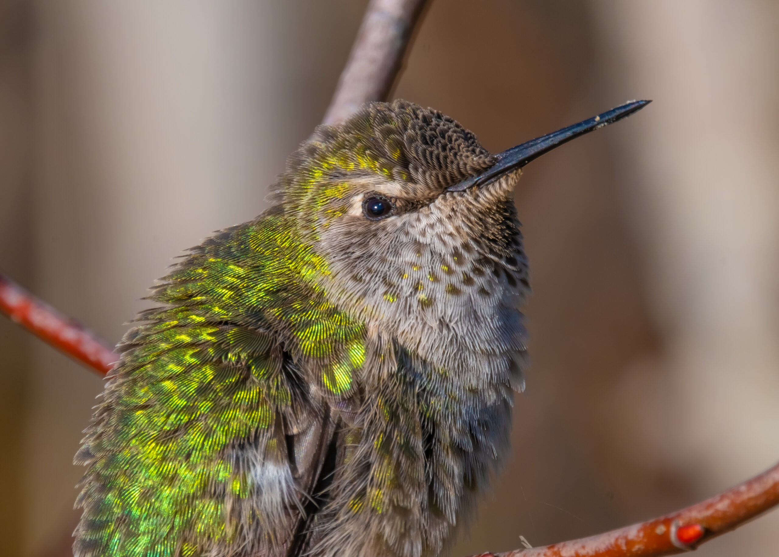 The Plight of the Female Anna’s Hummingbird