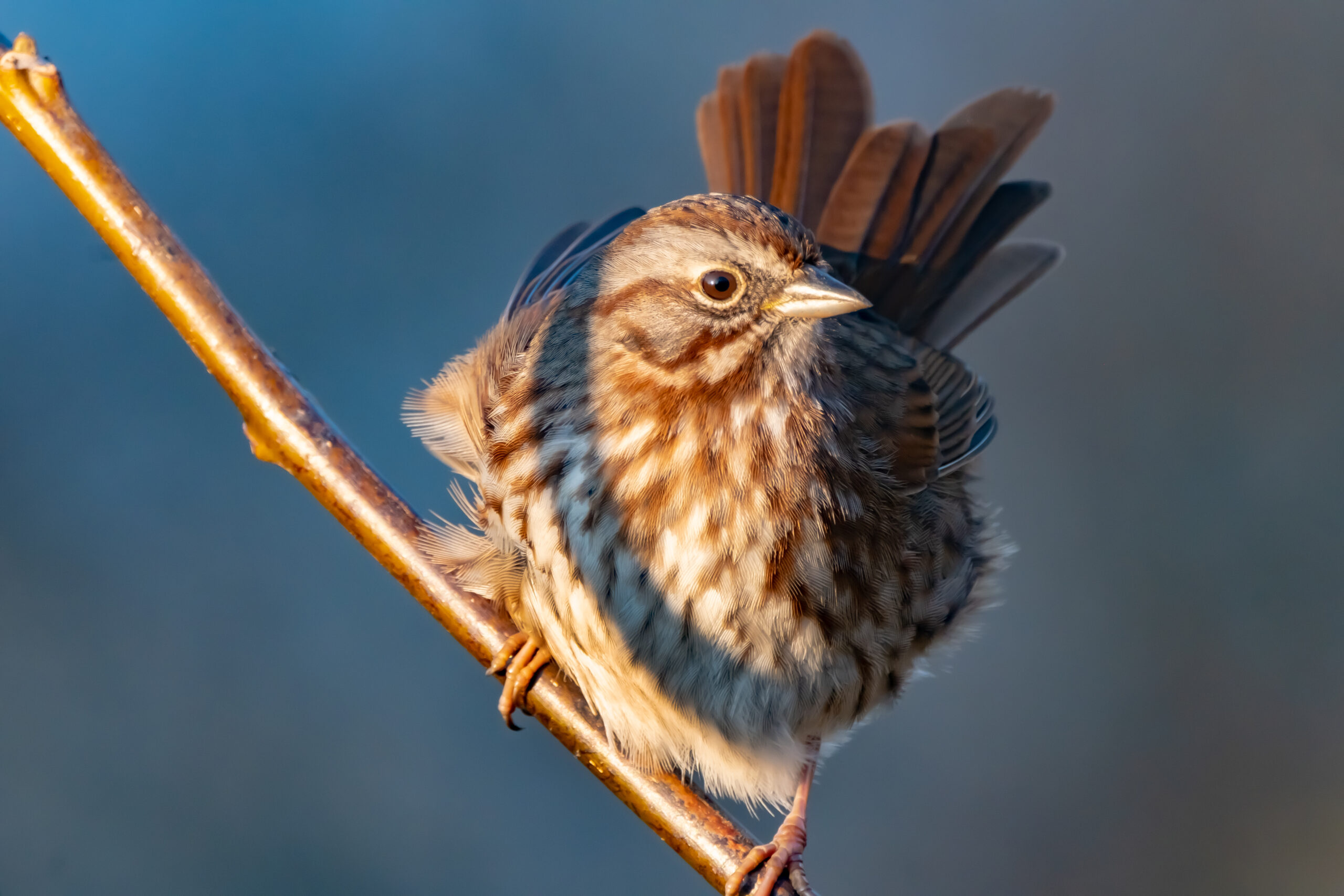 The Song Sparrow