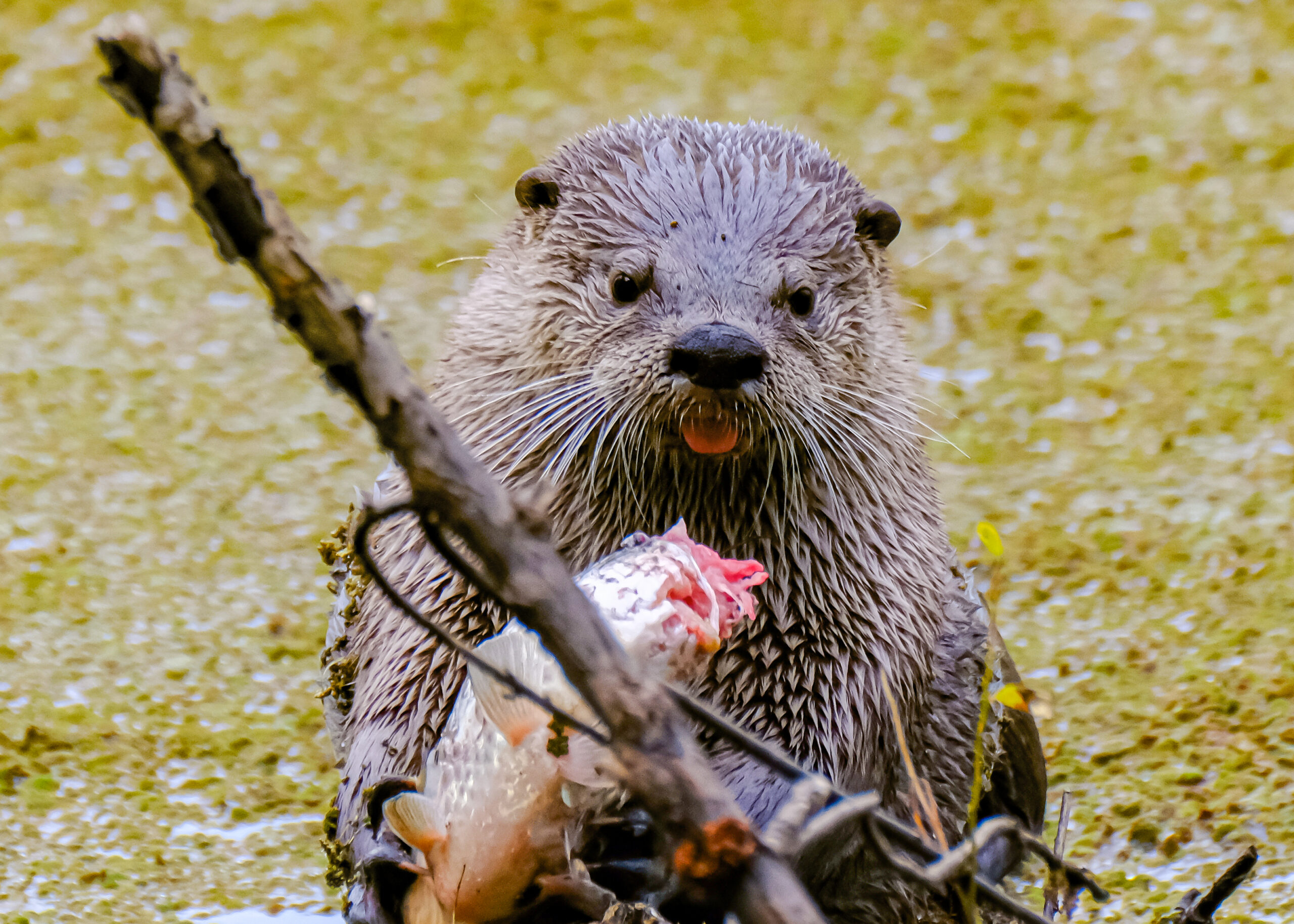 River Otters in Oaks Bottom: An Ecological Perspective