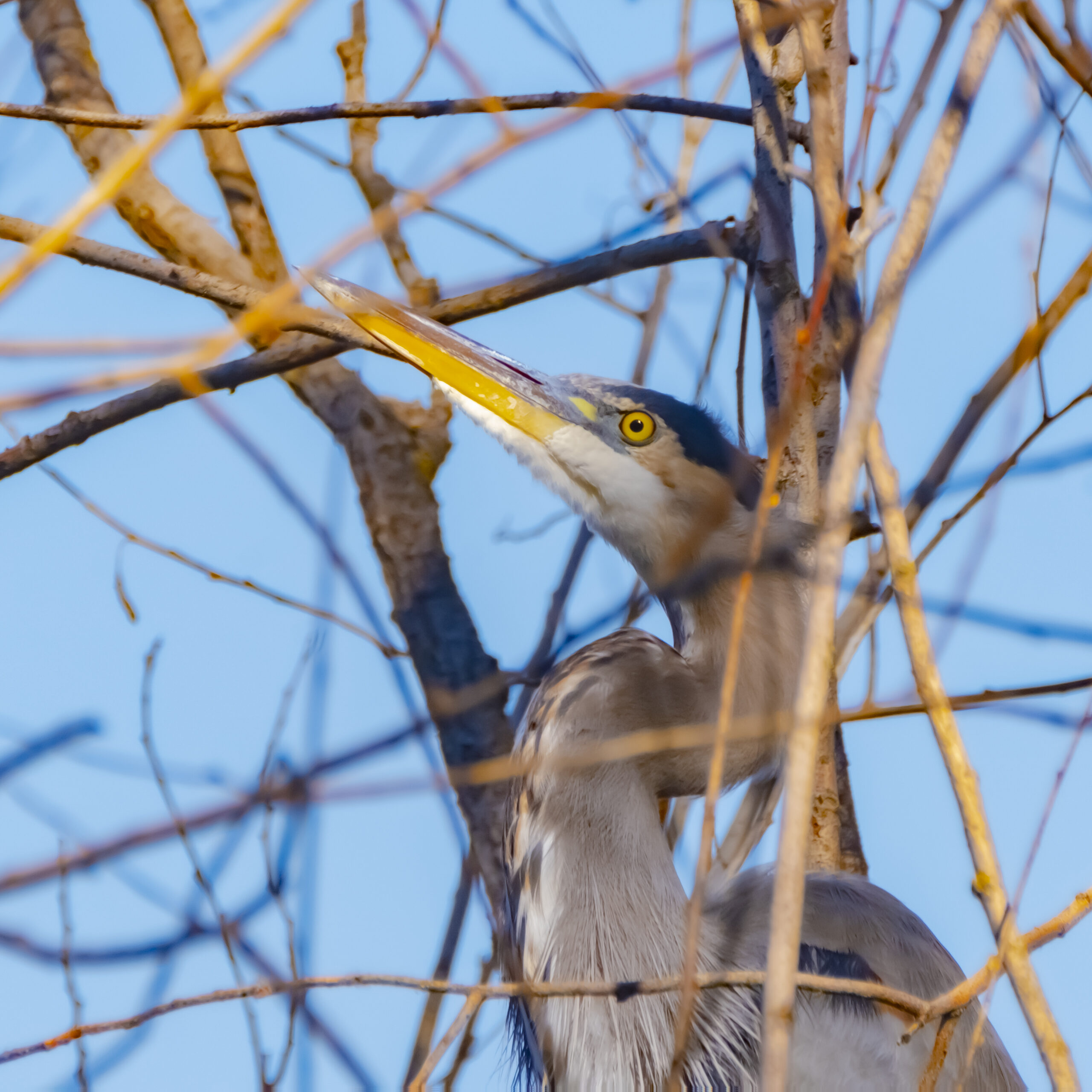 A Great Blue Heron in Oaks Bottom