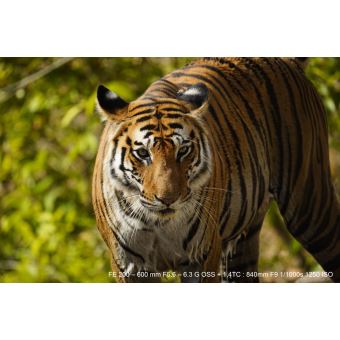 Objectif Hybride Sony FE 200-600mm F5.6-6.3 G OSS – Téléobjectif Zoom Haute Portée - vue 5
