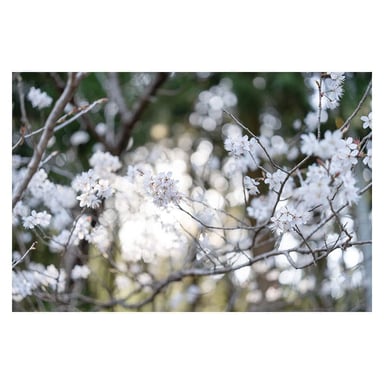 SIGMA Objectif 50mm f/2 DG Noir Contemporary compatible avec Sony E