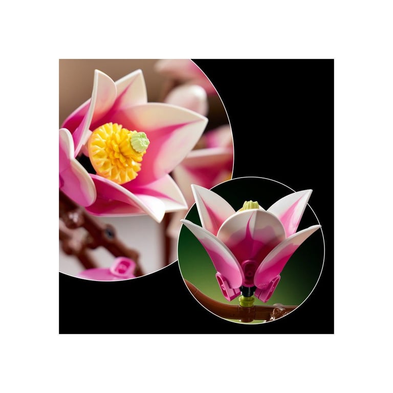 Branches de magnolia - vue 8