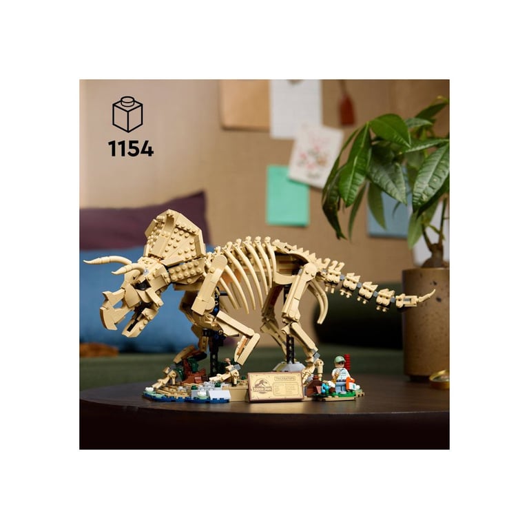 Les fossiles de dinosaure: le tricératops - vue 6
