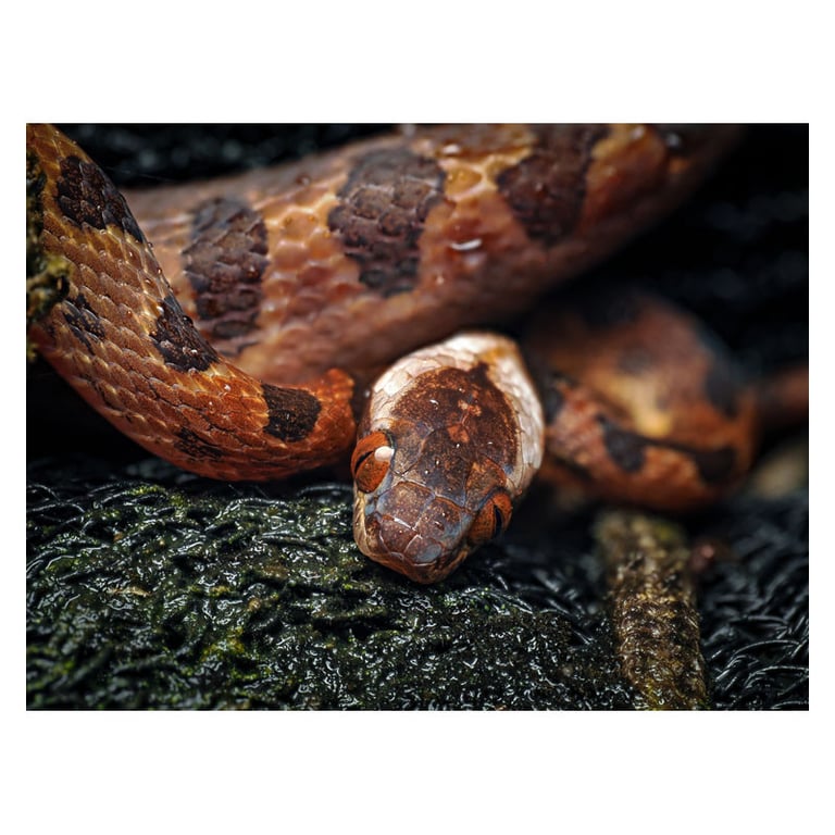 Objectif hybride OM System .Zuiko Digital ED 90mm f3 5 Macro x2 IS PRO - vue 5