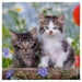3x49 Juego de puzzles - Tigger Kittens para niños