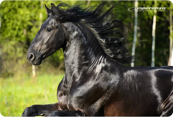 Esperanza EA133 tapis de souris Multicolore