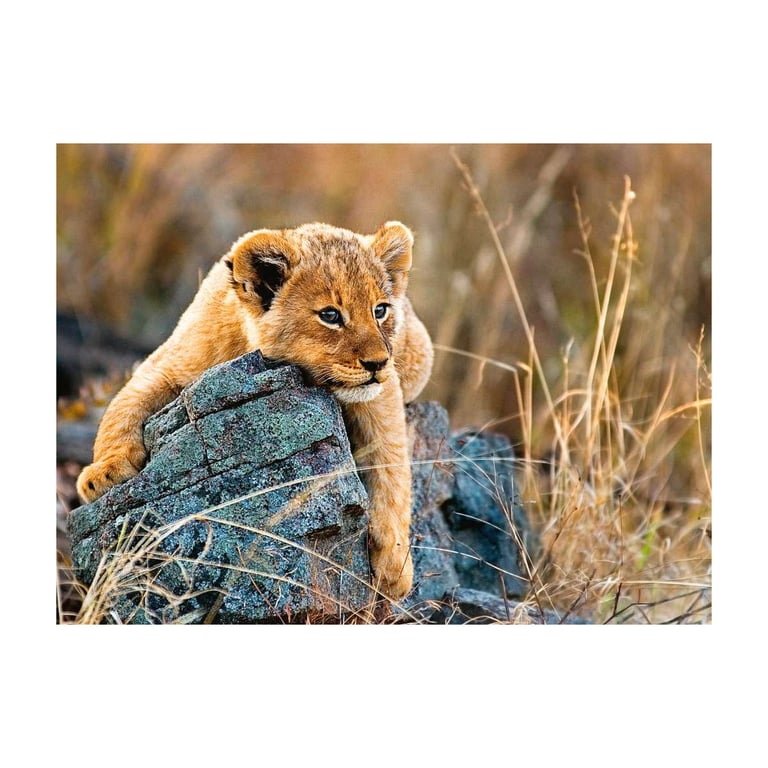 Puzzle 200 pièces : Le petit lionceau Ravensburger France - vue 2