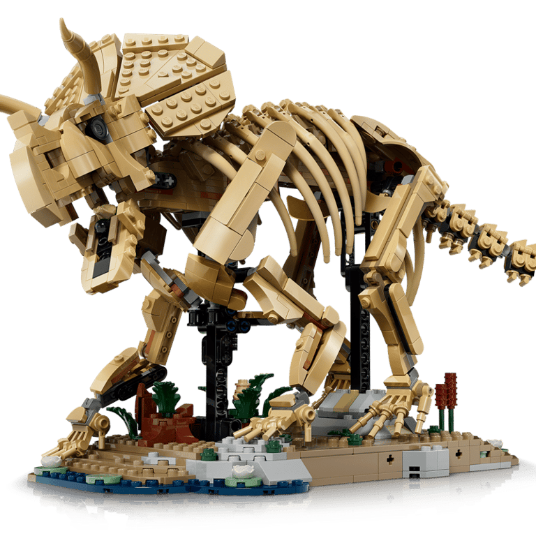 Les fossiles de dinosaure: le tricératops - vue 5