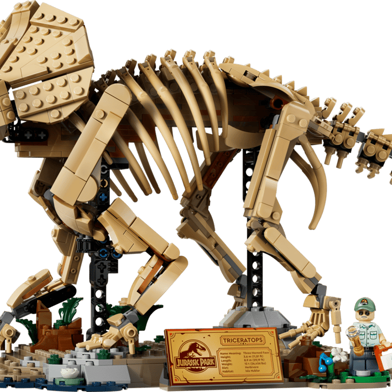 Les fossiles de dinosaure: le tricératops - vue 1