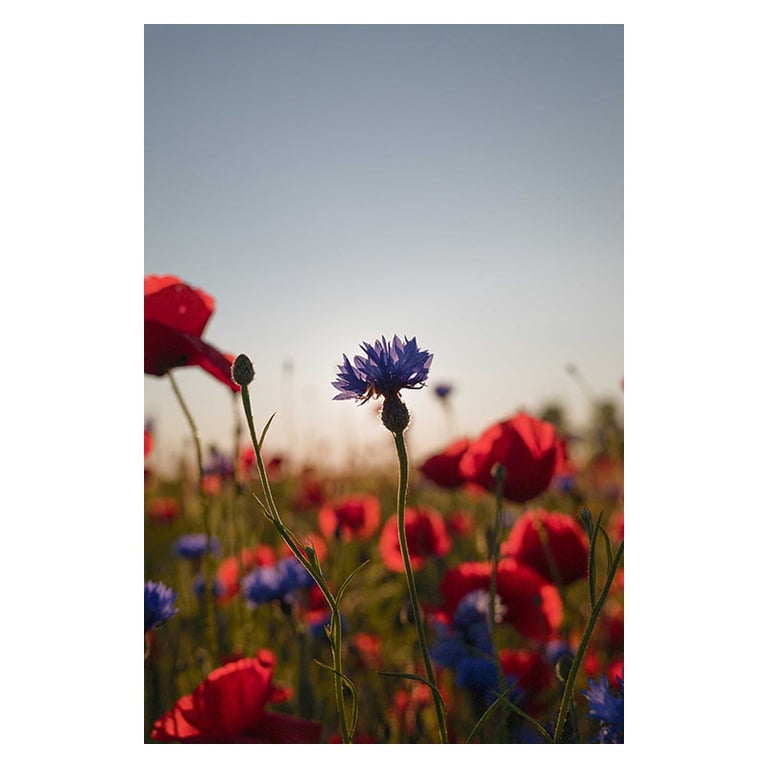 20 200mm F3.5 6.3 DG C POUR MOUNT - vue 4