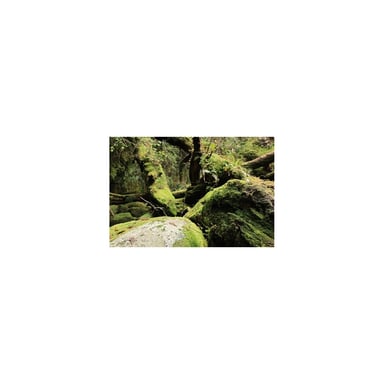 Canon Objectif RF 14-35mm F4L IS USM