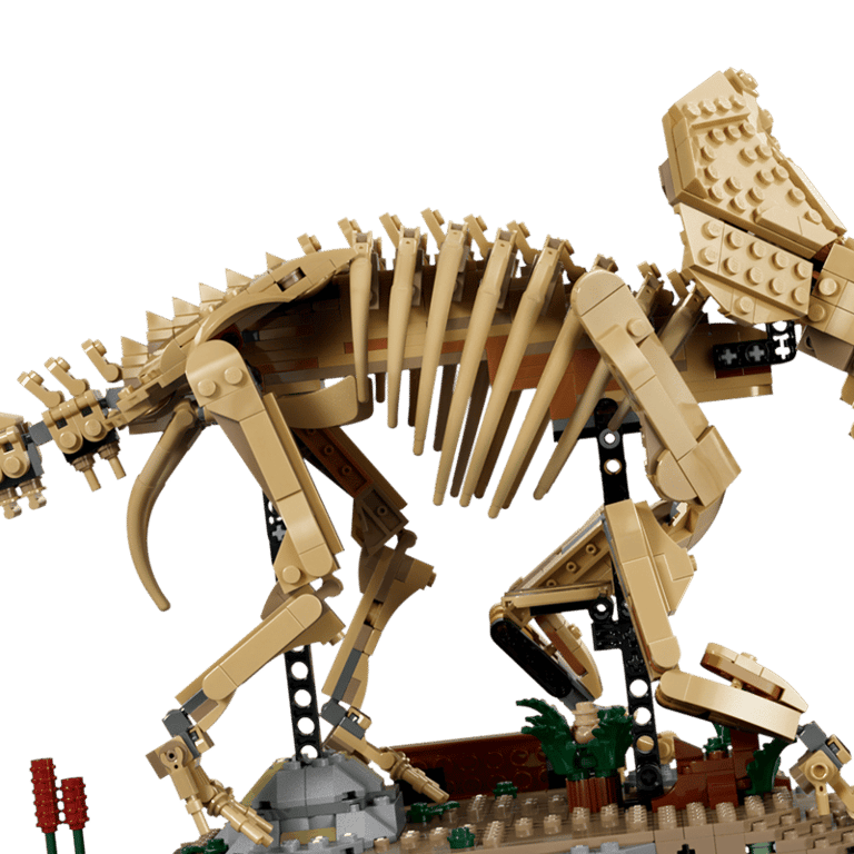 Les fossiles de dinosaure: le tricératops - vue 4