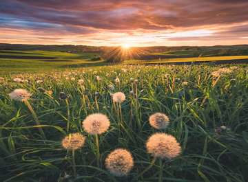 Puzzle 500 pièces : Pissenlits au crépuscule Ravensburger France - vue 9