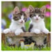 3x49 Juego de puzzles - Tigger Kittens para niños