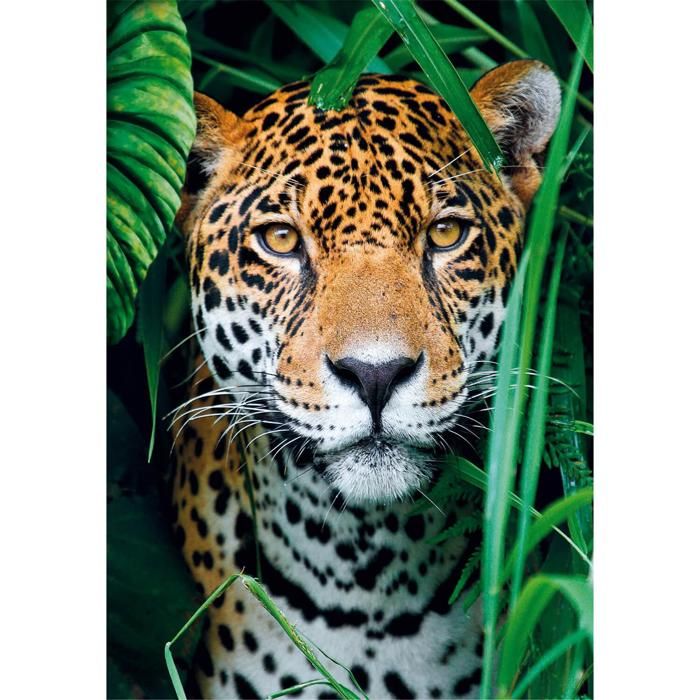Puzzle 500 pièces + poster : Jaguar dans la jungle Clementoni Puzzles - vue 10