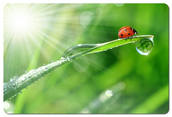 Esperanza EA133 tapis de souris Multicolore