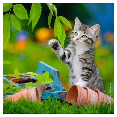 3x49 Juego de puzzles - Tigger Kittens para niños