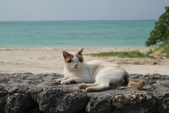 Fujifilm XF 55-200 mm F 3,5-4,8 R LM OIS MILC Nero