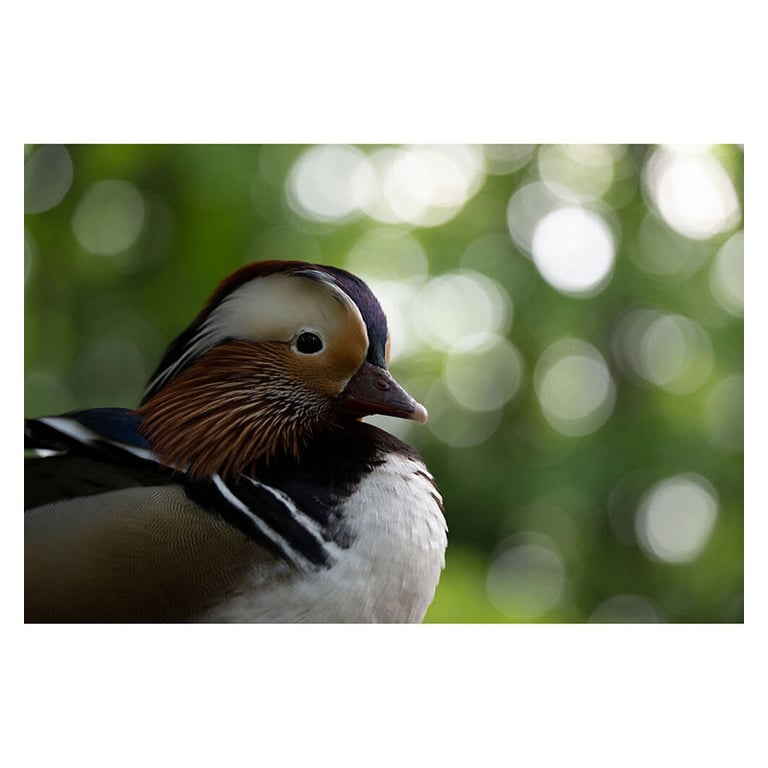 TAMRON 50 4004.5 6.3 DI III VCVXD Z - vue 6