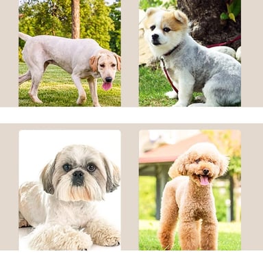 Set Tosatrice Elettrica per Animali Domestici con Testina in Ceramica Rinforzata