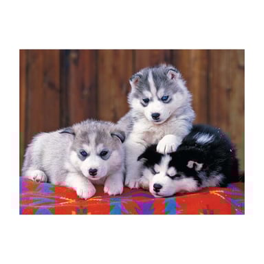 Puzzle XXL de 200 piezas de simpáticos huskies - Perfecto para los amantes de los perros