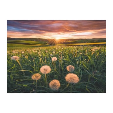 Ravensburger-Puzzle da 500 pezzi-Dandelion del crepuscolo-Da 12 anni-Puzzle di alta qualità-12000592