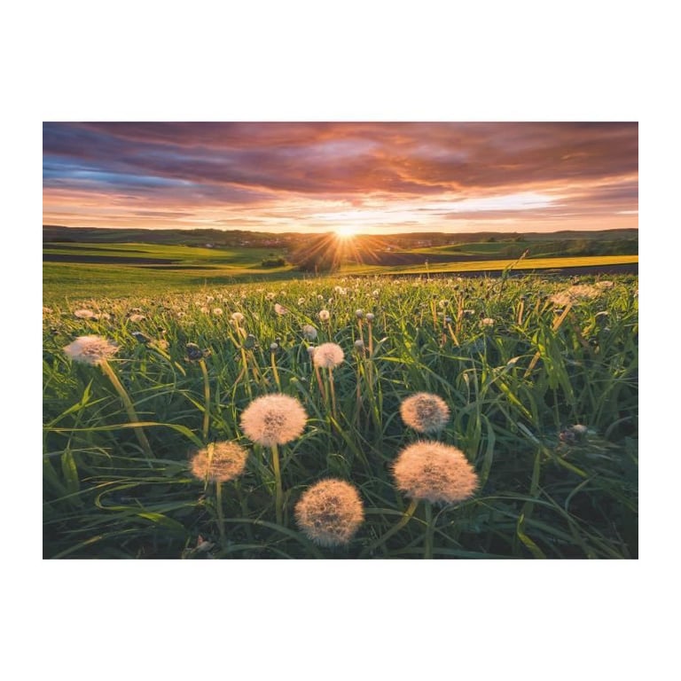 Puzzle 500 pièces : Pissenlits au crépuscule Ravensburger France - vue 3